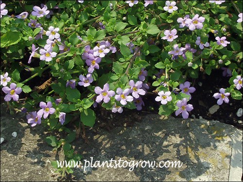 These flowers were blue with a tinge of pink.